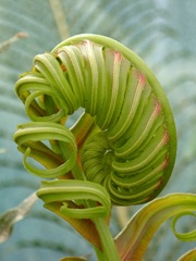 Fern